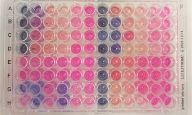 MIC Assay Afbeelding 1